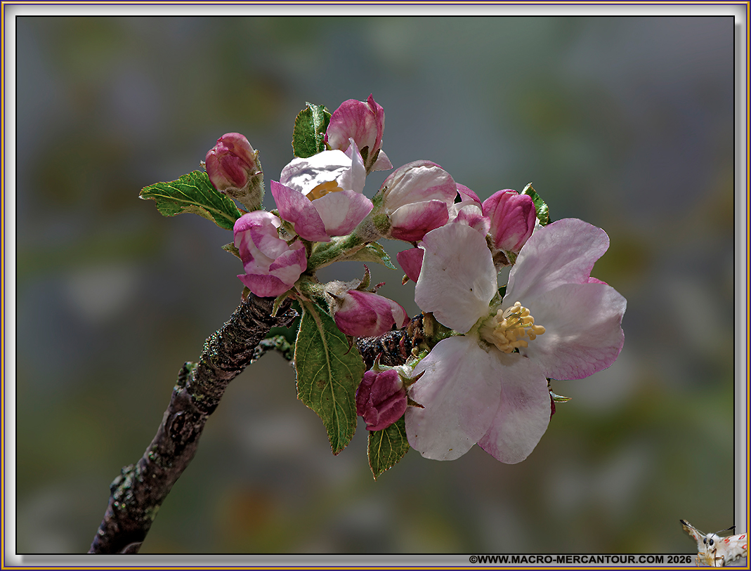 Pommier